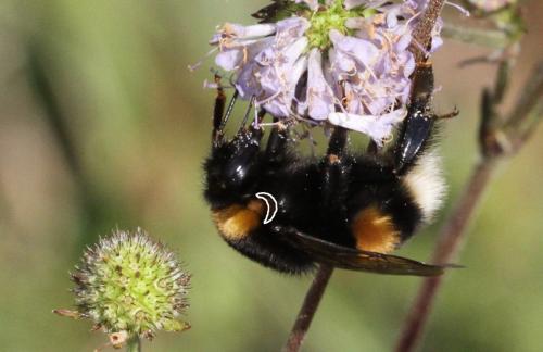 Bombus sp.